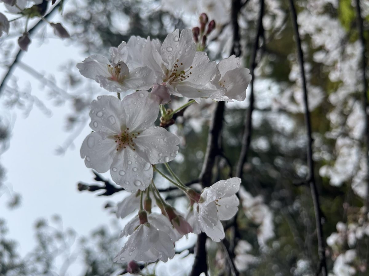 Close-up of a Sakura bloom in Kamakura. 