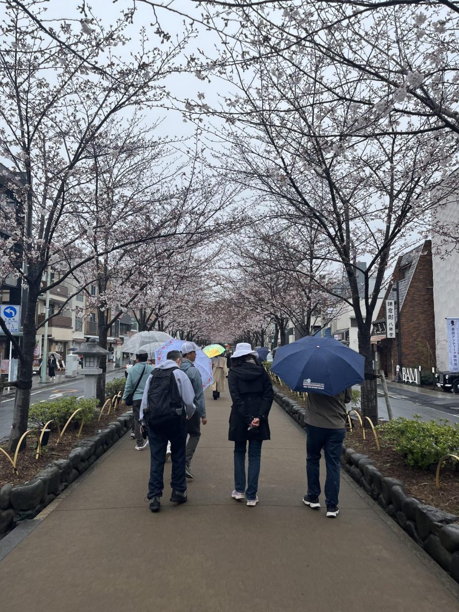 Exploring Kamakura on its own and walking down a path shaped by Sakura Bloom Trees. 